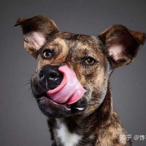 娱乐吃瓜酱狗狗拍照,萌态百出！