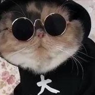 吃瓜娱乐的喵哥是谁,揭秘网络红人的魅力与影响力