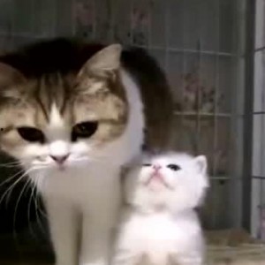 娱乐吃瓜酱猫妈妈,揭秘娱乐圈背后的温馨故事